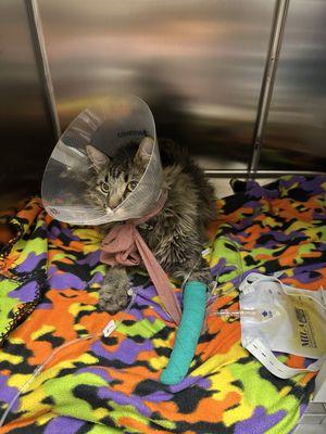 Low Cost Spay/Neuter Clinic