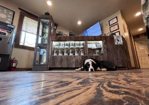 Double Dogs Four Corners