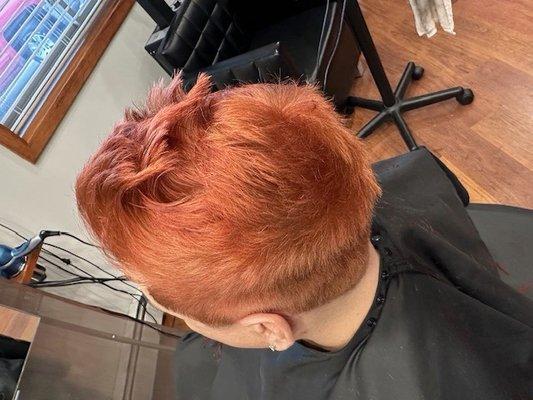 Pumpkin orange haircut and hand clipped.