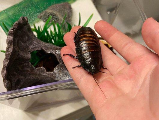 One of the new babies