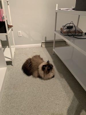 Professional Pet Groomg by Kathie