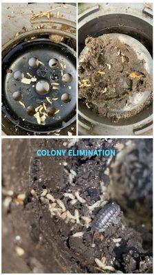 Lighthouse Exterminating