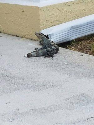 Hunters Wildlife Service