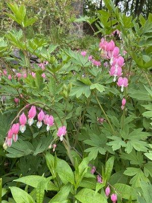 bleeding hearts