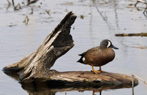 Loess Bluffs National Wildlife Refuge