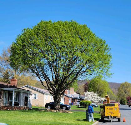 Bo's Landscaping and Stump Removal