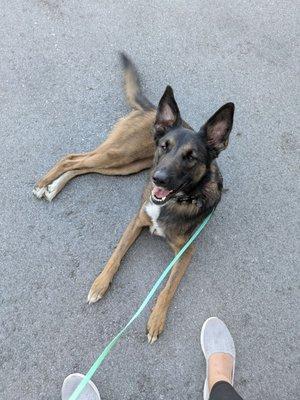 Baynine Dog Training