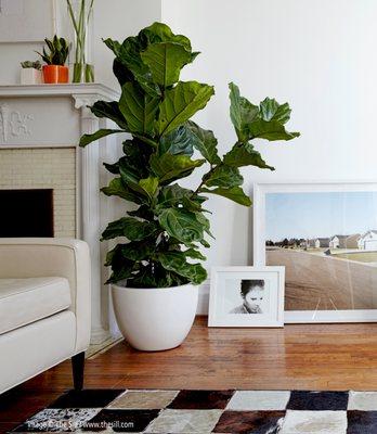 Jay Scotts Collection