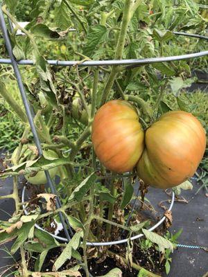 Christ Community Church