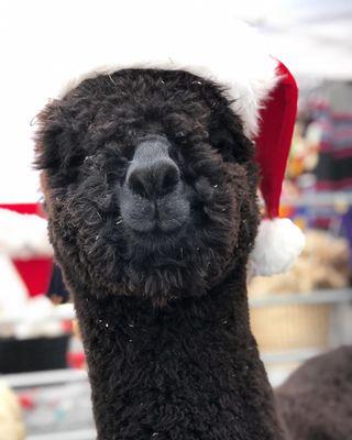 Olde LYFE Alpacas