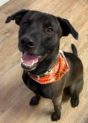 Nothin Fancy Pet Grooming