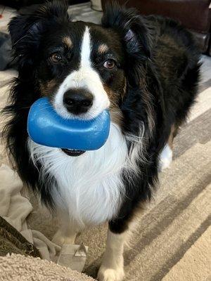 The Dogfathers Grooming LB