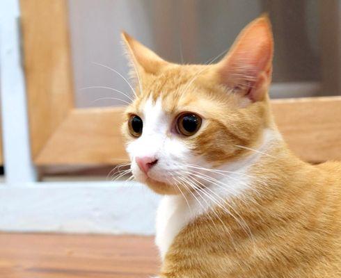 Photos Satomi sent of Obito during his stay