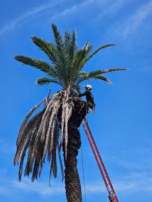 Wingmen Tree Service Plus