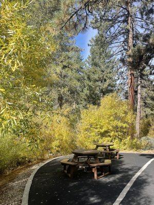Lots of shaded picnic tables