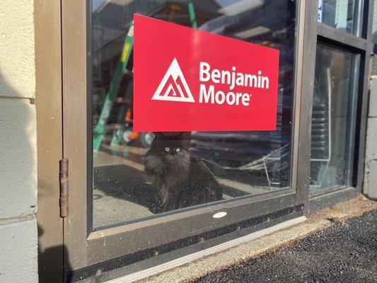 Aubuchon's resident kitty