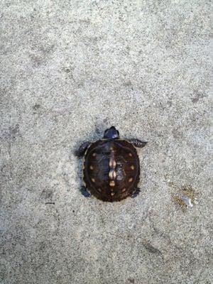 Cape May Lutheran Church