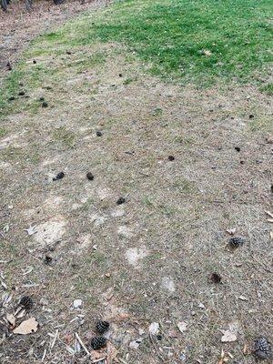 Progreen Landscape Solutions