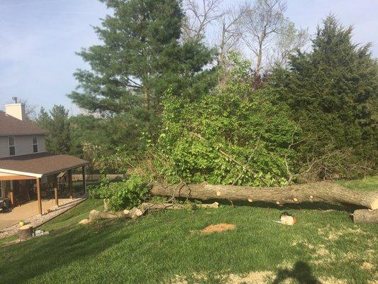 Quality Tree Service