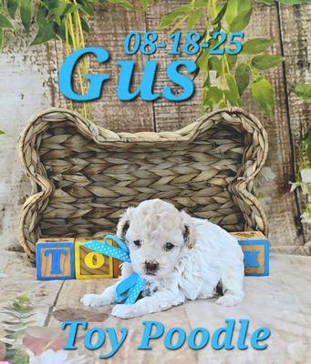 Gus a male Toy Poodle. He is ready for deposit. Call or text 573-539-5969 for details.