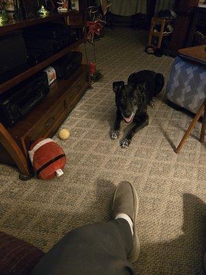 Dr Mike's Furry Friends Small Animal Hospital