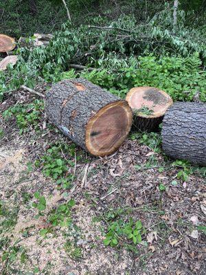 S & D Tree Service LLC