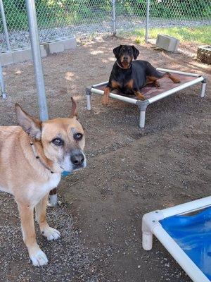 Albany Four Paws Inn