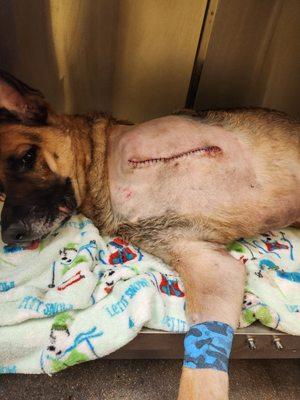 Lakewood Colorado Animal Control