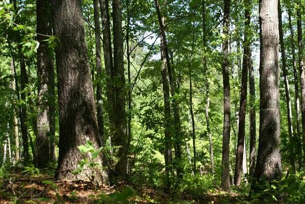 Wooded parcels available!