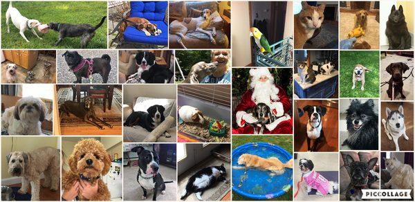 Faith Love & Paws Pet Care