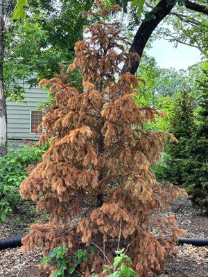 Arbor Hill Tree Farm