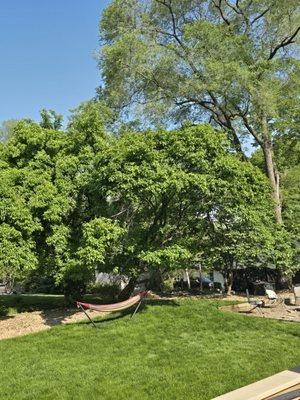 B & M Tree Service & Landscaping