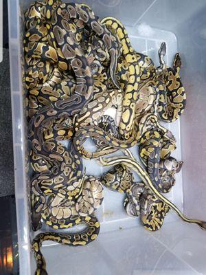Multiple snakes all kept in the same small bin. Some here are dead also