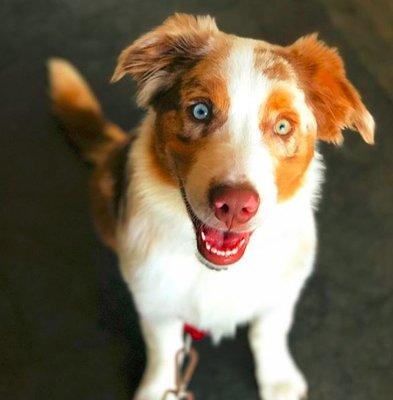 Seven Moons Australian Shepherds