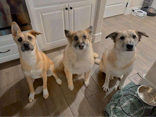 Casy’s Paws & Haus Sitting