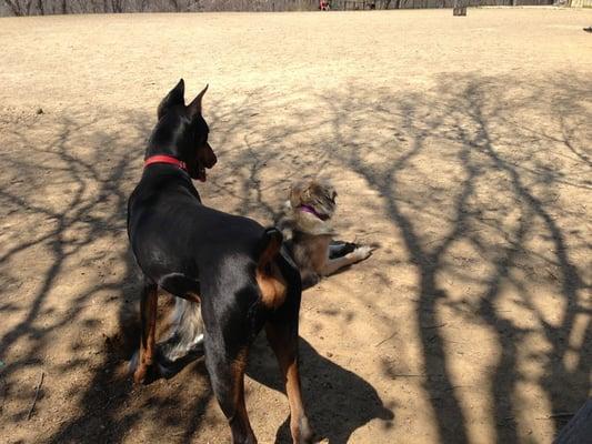 Cochran Hill Dog Run