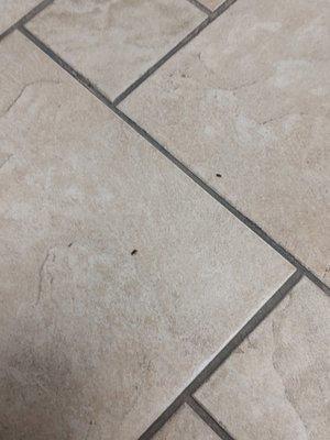 Little black bugs all over the office. Floors, walls ,beds, doors, etc
