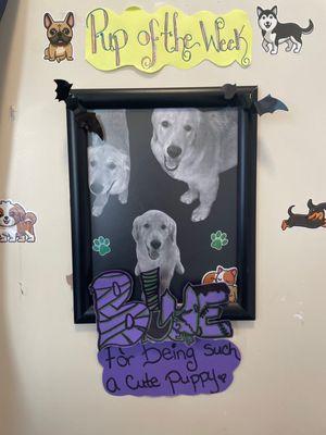 D is for Doggy
