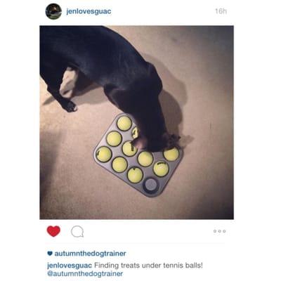 Autumn The Dog Trainer