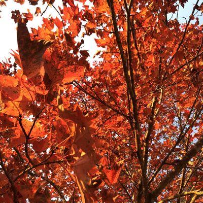 Fall Leaves near walking paths.