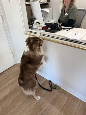 My very "sick" dog perking up visiting with the staff. Used to be terrified and shaking at the previous vet.
