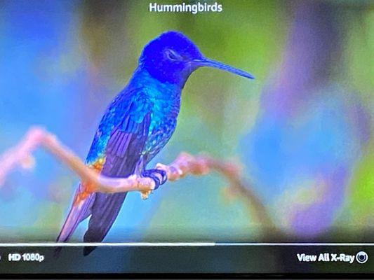 Hummingbird on a branch