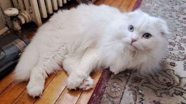 Doobie after grooming