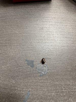 The Element Apartments