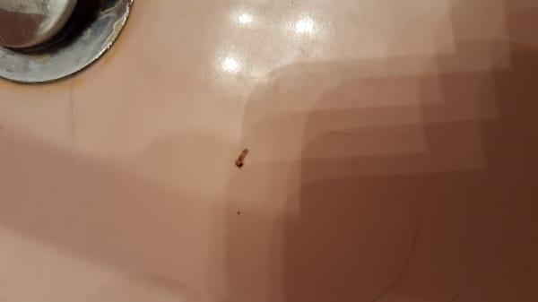 THEY MISSED THIS ONE. THIS IS IS A LIVE ADULT LOUSE FOUND ON ME BY MY WIFE THE SAME DAY THIS PLACE SAID I WAS FREE OF LICE.