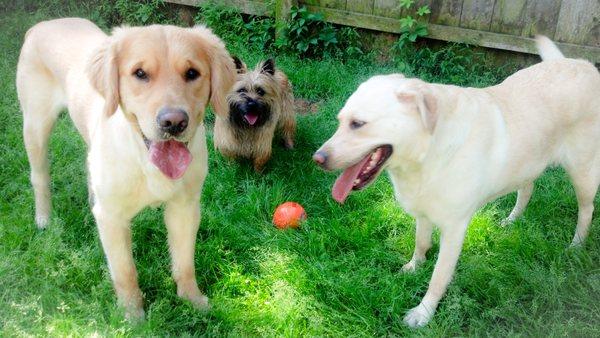 Club Canine Pet Resort