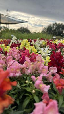 Beyond Paradise Nursery