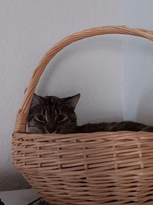 Westridge Animal Hospital