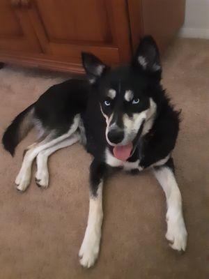 Cody, a zHusky mix