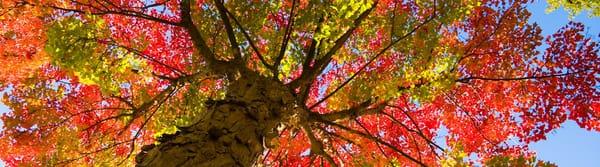 Consonance Health, promotes a unique Workers Compensation approach to health risk.